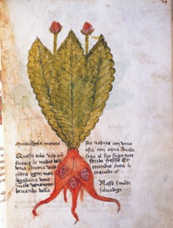Herba Mandragola Minore