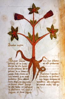 Herba Antolas Macora