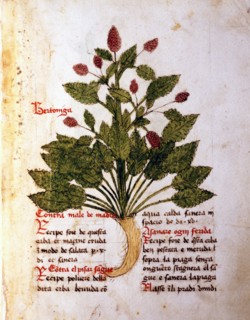Herba Bertoniga