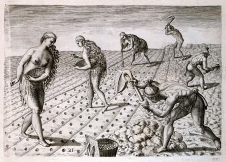 La culture du maïs par une tribu indigène de Floride