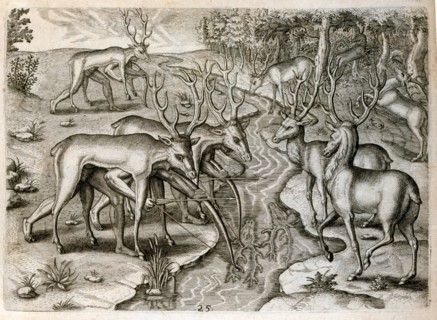 La chasse aux cerfs