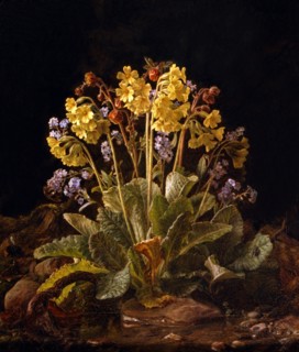 Haase, Primevères et myosotis