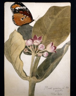 Fleur et papillon du désert dessinés par Frederick Stibbert