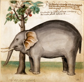 Eléphant d'Inde et perroquets