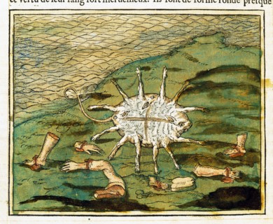 Monstrous animal with 6 legs, 4 eyes and 4 ears