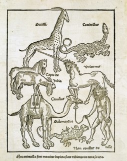 Animaux réels et fantastiques que l'on peut rencontrer en Terre Sainte