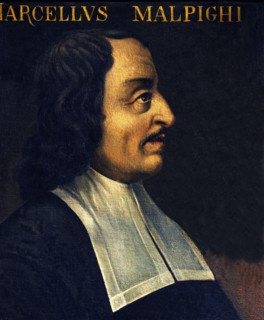Portrait of Marcello Malpighi