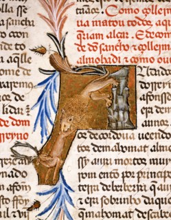 Lion catching a deer