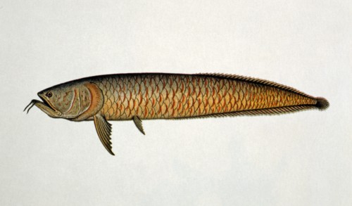 Actinopterigios Arcaicos d'Amazonie