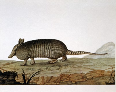 Armadillo