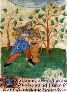 French miniature, The knight is preparing to fight against dragons taking medicinal plants