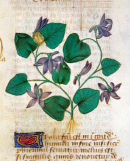Miniature française, Les propriétés médicinales de la violette