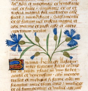 "Tractatus De Herbis", Les propriétés médicinales du Bleuet des champs