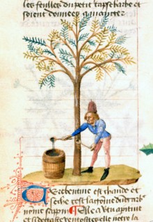 "Tractatus De Diversis Herbis", La récolte de la térébenthine