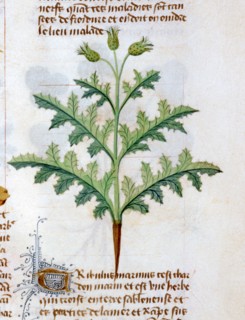"Tractatus De Diversis Herbis", Les propriétés médicinales du "Tribulus Marinus"