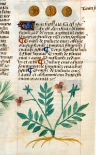 Manuscrit "Tractatus De Herbis"