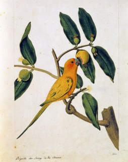 Un perroquet mange un fruit exotique