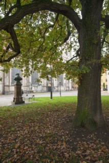 Le Chêne de Luther à Wittemberg