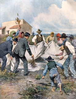 La chasse aux sauterelles en Sardaigne, 80 millions d'insectes détruits en deux semaines dans la pépinière gouvernementale d'Elmas (1911)
