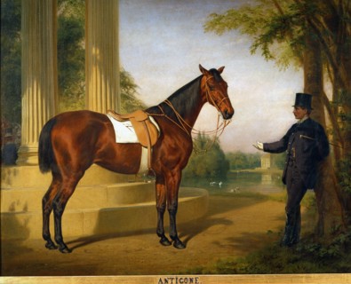 Pfeiffer, Portrait du cheval "Antigone"