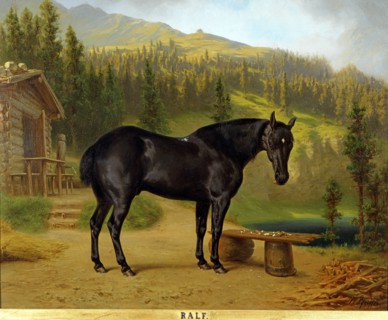 Pfeiffer, Portrait du cheval "Ralf" près du lac alpin dans le chalet royal Schachen près de Baden-Patenkirken