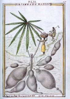 Planche botanique : Racines de Manioc