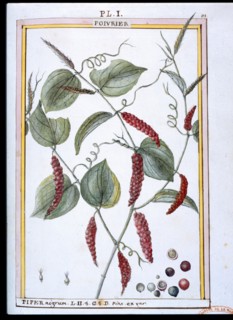 Planche botanique : Poivrier