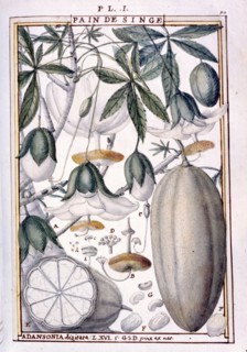 Planche botanique : Fruits et fleurs de baobab