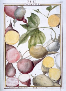 Planche botanique : Patates