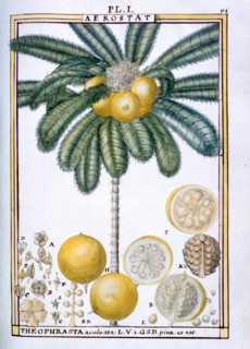 Planche botanique : Aérostat