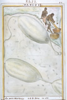 Planche botanique : Manioc