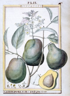 Planche botanique : Avocatier