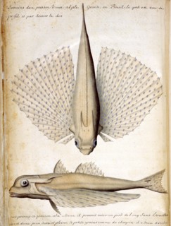 Beauchesne, Description d'un poisson trouvé à l'Ile Grande au Brésil