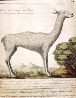 Beauchesne, Guanaco ou mouton du Pérou