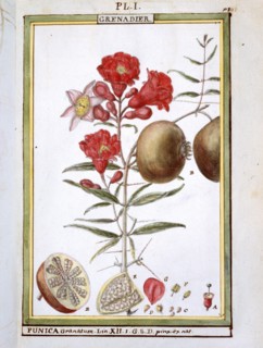 Planche botanique : Grenadier