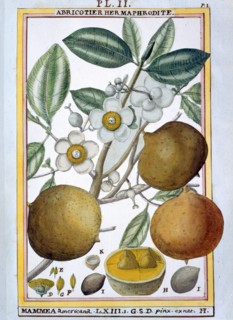 Planche botanique : Abricotier hermaphrodite