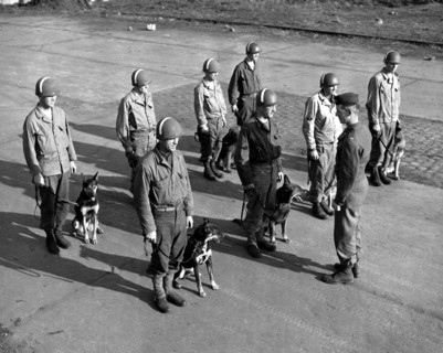 Chiens de guerre de l'U.S. Army, en Belgique.
(25 mars 1945)