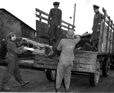 Au camp de Belsen, en Allemagne, des soldats  S.S. chargent des cadavres pour les enterrer.
(28 avril 1945)
