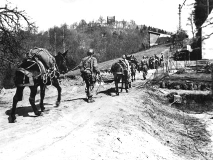 Mulets transportant des chargements sur les sentiers
malaisés de Reipertswiller
(17 janvier 1945)