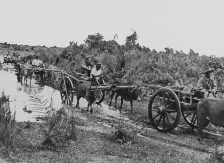 Ox carts transport Allied wounded from Myitkyina, May 1944