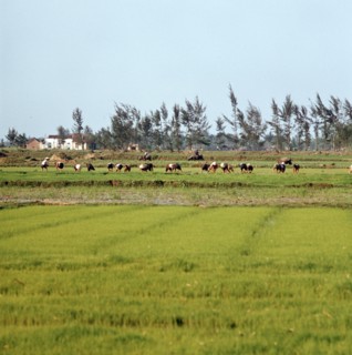 Historical Vietnam - North Vietnam 1973
