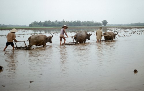 Historical Vietnam - North Vietnam 1973