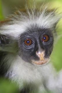 Zanzibar Red Colobus Monkey feeding in t..........