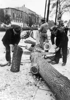 Berlin's trees and woods go into the oven