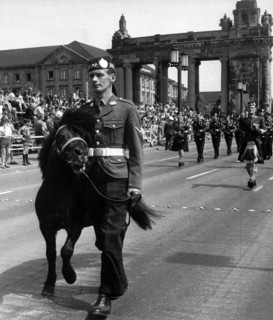 Scottish pony at military parade on the 'Armed Forces Day' in Berlin
