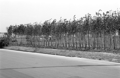 Berlin - reforesting of Tiergarten around 1950