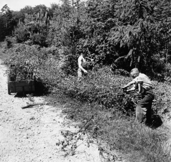 Us army cuts young wood