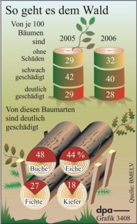 So geht es dem Wald