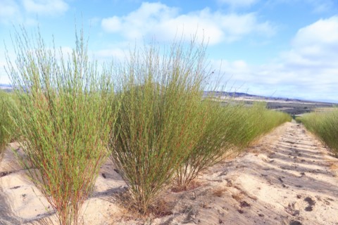 Plante de thé rouge