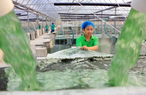(160803) -- JINING, Aug. 3, 2016 () -- Technician Liu Jinglan collects spirulina at a spirulina